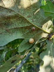 Cynips quercus