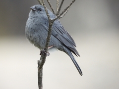 Geospizopsis unicolor