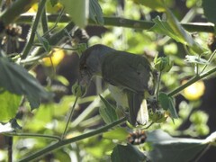 Cyclarhis gujanensis