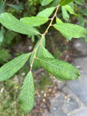 Salix atrocinerea