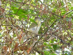 Cyclarhis gujanensis