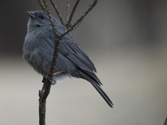 Geospizopsis unicolor