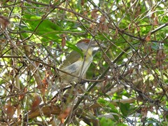 Cyclarhis gujanensis