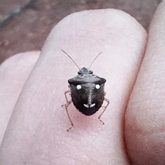 Eysarcoris guttigerus