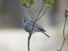 Geospizopsis unicolor