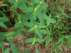 Croton glandulosus septentrionalis