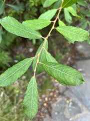 Salix atrocinerea