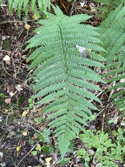 Dryopteris filix-mas