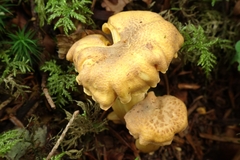 Cantharellus amethysteus