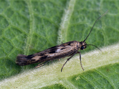 Scythris limbella
