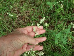 Froelichia floridana