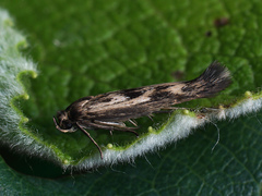 Scythris limbella