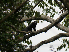 Cercopithecus nictitans