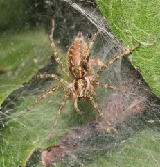 Allagelena gracilens
