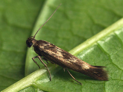 Scythris limbella