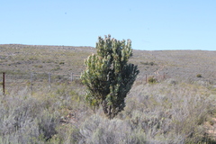 Protea laurifolia