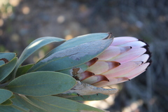 Protea laurifolia