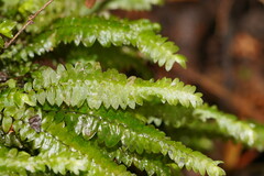 Cyathophorum bulbosum