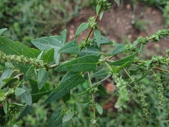 Atriplex patula