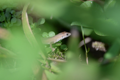 Takydromus tachydromoides