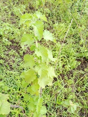 Mesosphaerum suaveolens