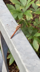 Sympetrum striolatum