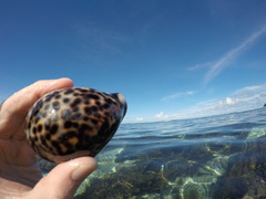 Cypraea tigris