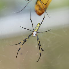 Trichonephila clavata