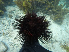 Echinoidea