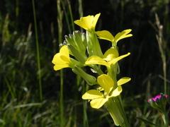 Erysimum pseudorhaeticum