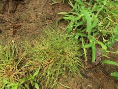 Fimbristylis vahlii