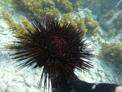 Echinoidea