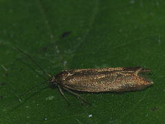 Scythris obscurella