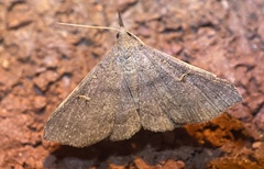 Renia discoloralis