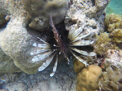 Pterois miles
