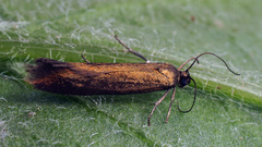 Scythris obscurella