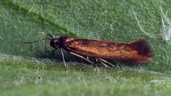 Scythris obscurella