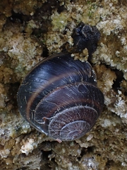 Thersites mitchellae