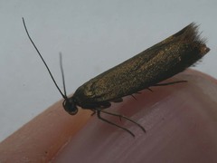 Scythris obscurella