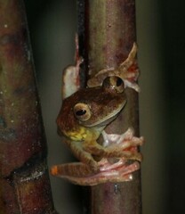 Rhacophorus pardalis