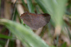 Melanitis phedima oitensis