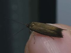Scythris obscurella