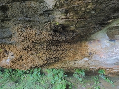 Thersites mitchellae