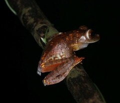 Rhacophorus pardalis