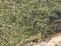 Syringodium filiforme