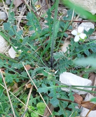 Arabidopsis arenosa