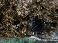 Thersites mitchellae