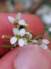 Arabidopsis arenosa