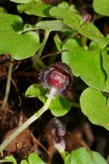 Corybas grumulus
