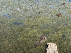 Syringodium filiforme